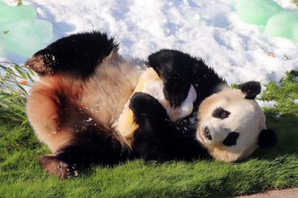 パンダの「楓浜」4歳の誕生日祝う　和歌山県白浜町