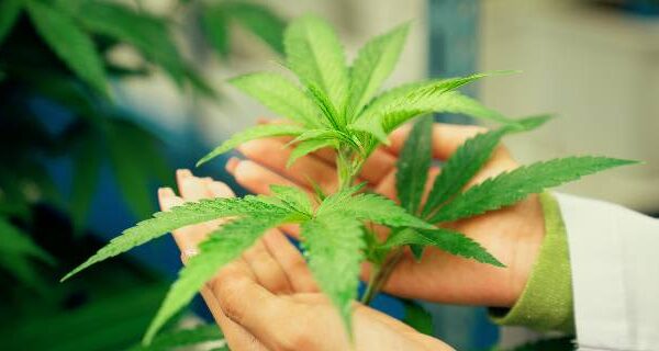 大麻「使用も罰則対象に」12月12日から改正法施行　医療、ヘルスケア…薬物汚染対策だけではない“身近な”影響
