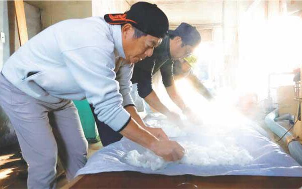 幻の清酒復活 「いすゞ美人」造り佳境