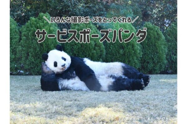 「アドベンチャーワールド」に“新種パンダ”が出現!?30周年イベント開催