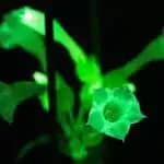 大阪大学が開発した「光る植物」　大阪・関西万博で一般初公開へ