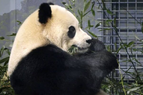 米首都動物園でパンダ2頭公開