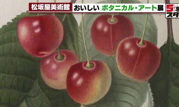 思わず食べたくなるおいしそうなリンゴやサクランボ　植物が題材の展覧会「おいしいボタニカル・アート」
