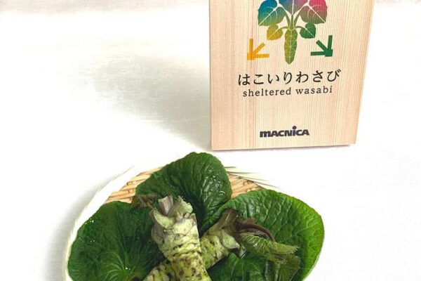 横浜で最高級ワサビを収穫　半導体商社「マクニカ」、植物工場の実証実験