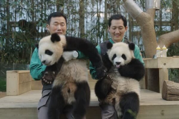 26万人が涙した大ヒット作！韓国で生まれたパンダ、フーバオと飼育員たちの1354日間の愛と奇跡の記録『私の親愛なるフーバオ』