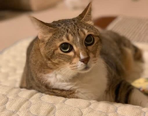 愛猫の歩き方が突然おかしく…診断されたのは「免疫介在性多発性関節炎」　同じ悩みを持つ猫飼いさんとつながるためにSNSで発信