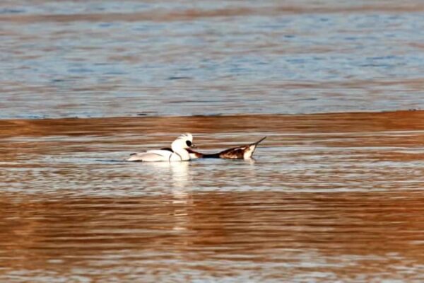 北京の頤和園で渡り鳥のミコアイサを撮影