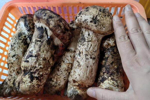 山東省の小さな村から人工栽培マツタケを籠に詰め日本へ―中国メディア