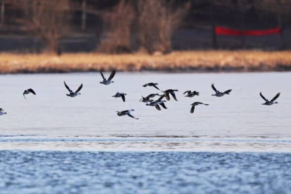 北京の宛平湖でミコアイサを撮影