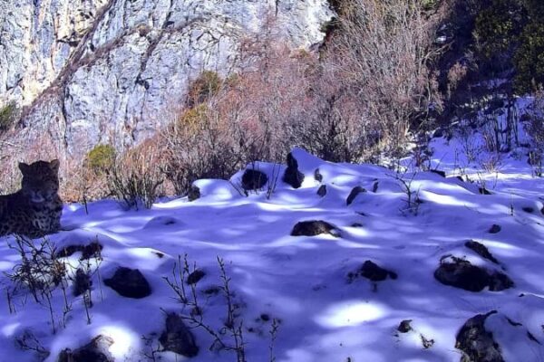 赤外線カメラが雪の中で活動するヒョウを撮影　中国四川省