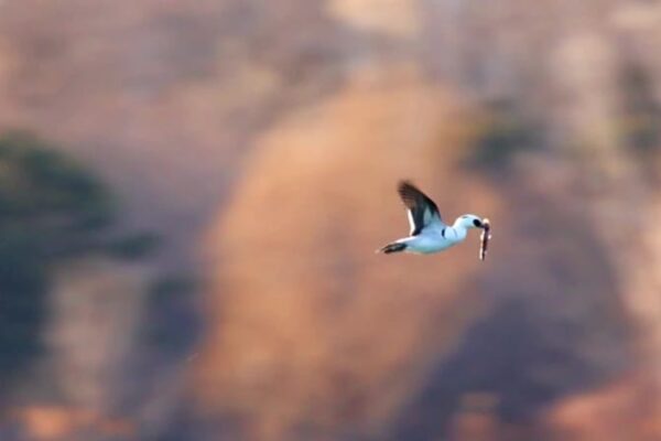 北京の宛平湖でミコアイサを撮影