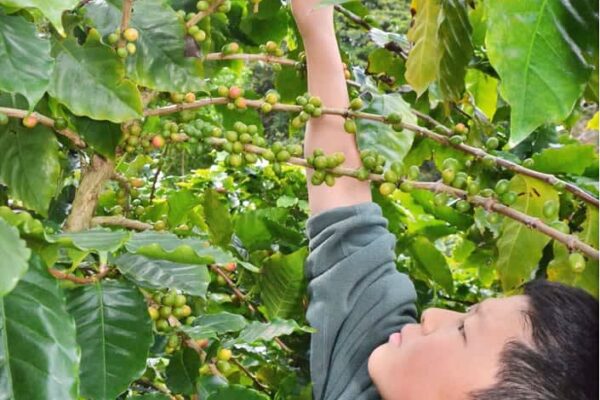 徳之島コーヒー味わおう！　伊仙町＝収穫祭２０２５、収穫体験・試飲も