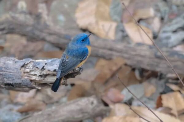 安徽省合肥市の大蜀山でルリビタイジョウビタキを初確認―中国