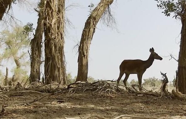 春の訪れで野生動物の活動が活発化　中国新疆ウイグル自治区