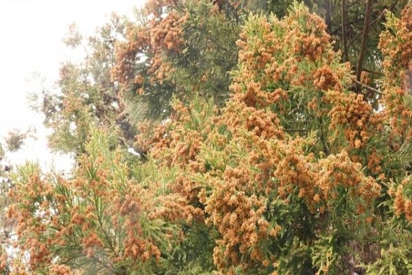 今年もスギ花粉の飛散が始まった！　今、おススメしたい最先端の花粉対策とは？