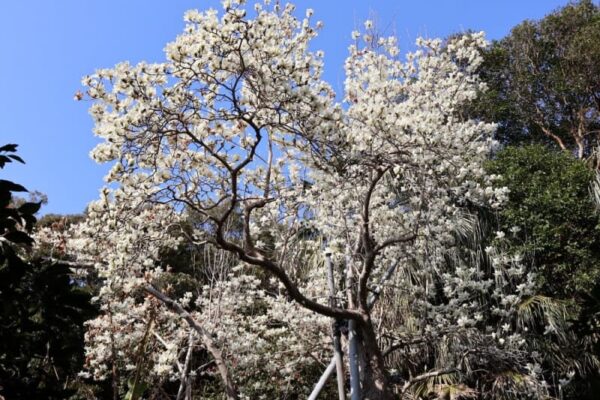 ハクモクレン　純白の花　平戸・田平「海寺跡」