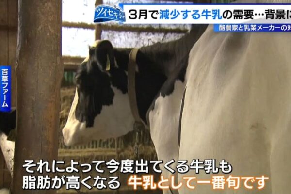 3月に需要が減少する牛乳…実は「旬の季節」