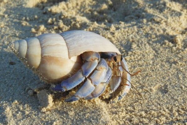 オカヤドカリ千匹所持か、沖縄