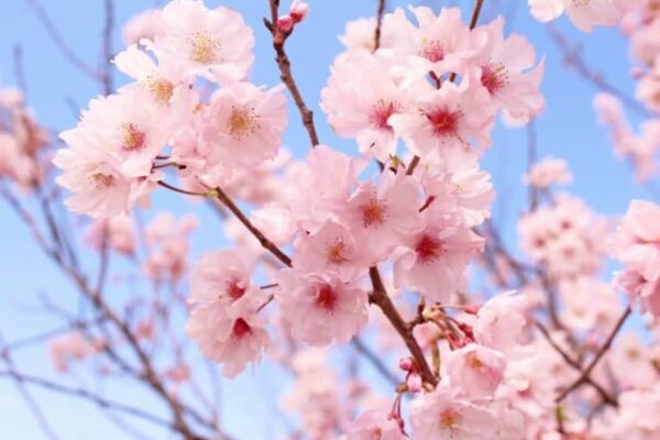 樹齢300年と言われる奈良県の又兵衛桜　現在も見事に咲き誇る「圧巻の美しさ」に12万いいね
