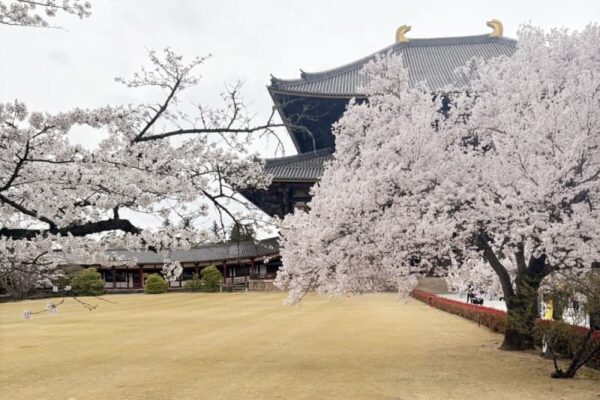 奈良で桜の木を揺らして花を散らした台湾人観光客の女性に批判殺到―台湾メディア