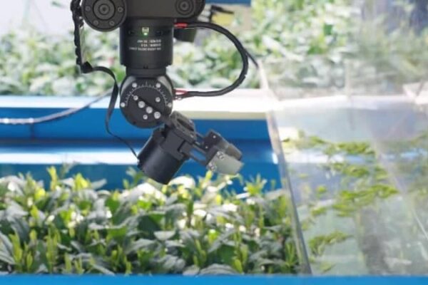 西湖龍井茶拠点にスマート摘み取りロボットが登場―中国