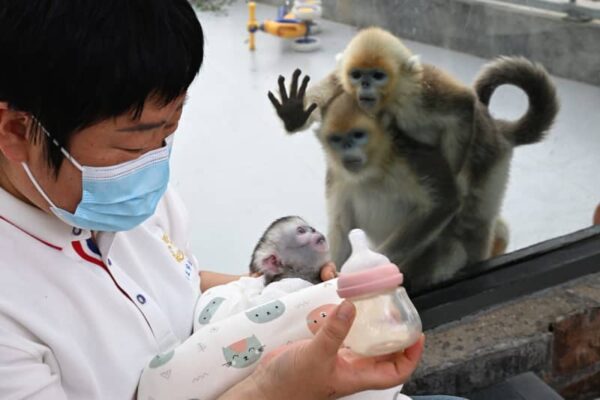 中国河南省の動物園で四川キンシコウの赤ちゃん2匹誕生