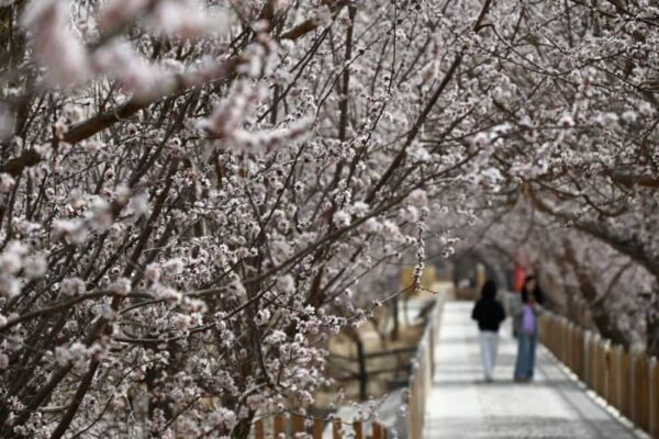 中国・甘粛省敦煌市でアンズの花が見頃