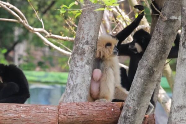 キタホオジロテナガザルの赤ちゃん誕生　中国広東省