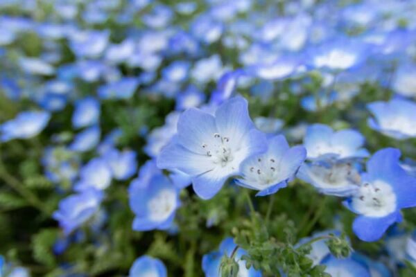 茨城県で撮影した広大なネモフィラ畑　空と一体化した絶景に「息を呑む美しさ」と18万いいね